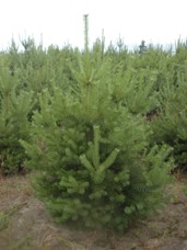 Scotch Pine